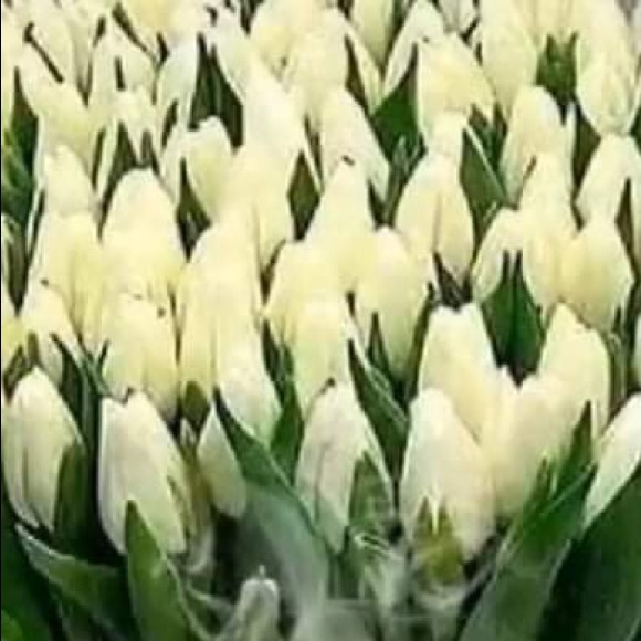 Meet your Posher, Rita - Picture 1 of 1